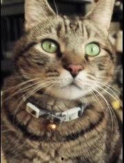 解救猫 香港搞笑